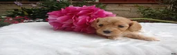 Cavapoo dogs for sale: Hadley - Ad 5