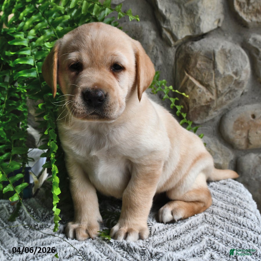 Labrador Retriever dogs Cinnamon - Ad 1