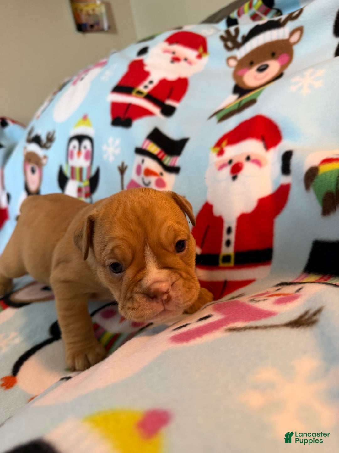 English Bulldog dogs for sale: Roxy - Ad 1