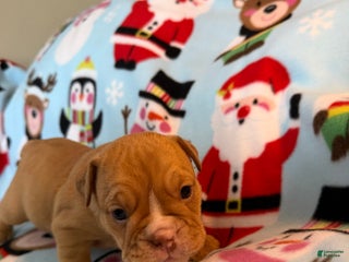 English Bulldog dogs Roxy - Ad 2