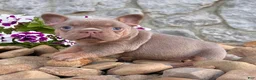 French Bulldog dogs for sale: Tracy - Ad 2