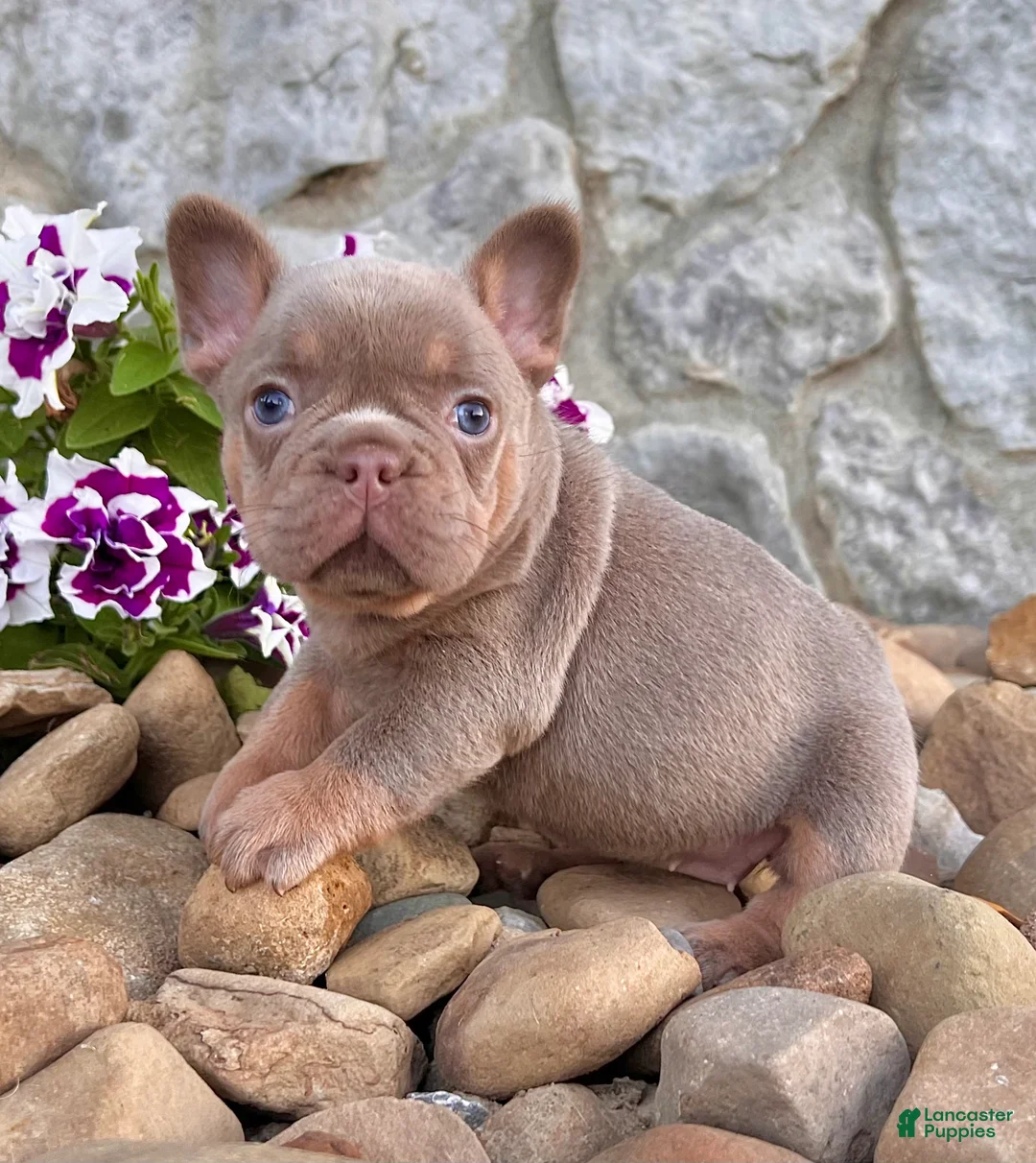 French Bulldog dogs for sale: Tracy - Ad 2