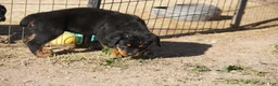 Rottweiler dogs for sale: Rottweiler F3 - Ad 10