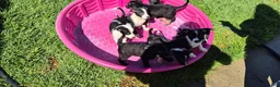 Mixed Breed dogs for sale: Mixed Breed 6 - Ad 2