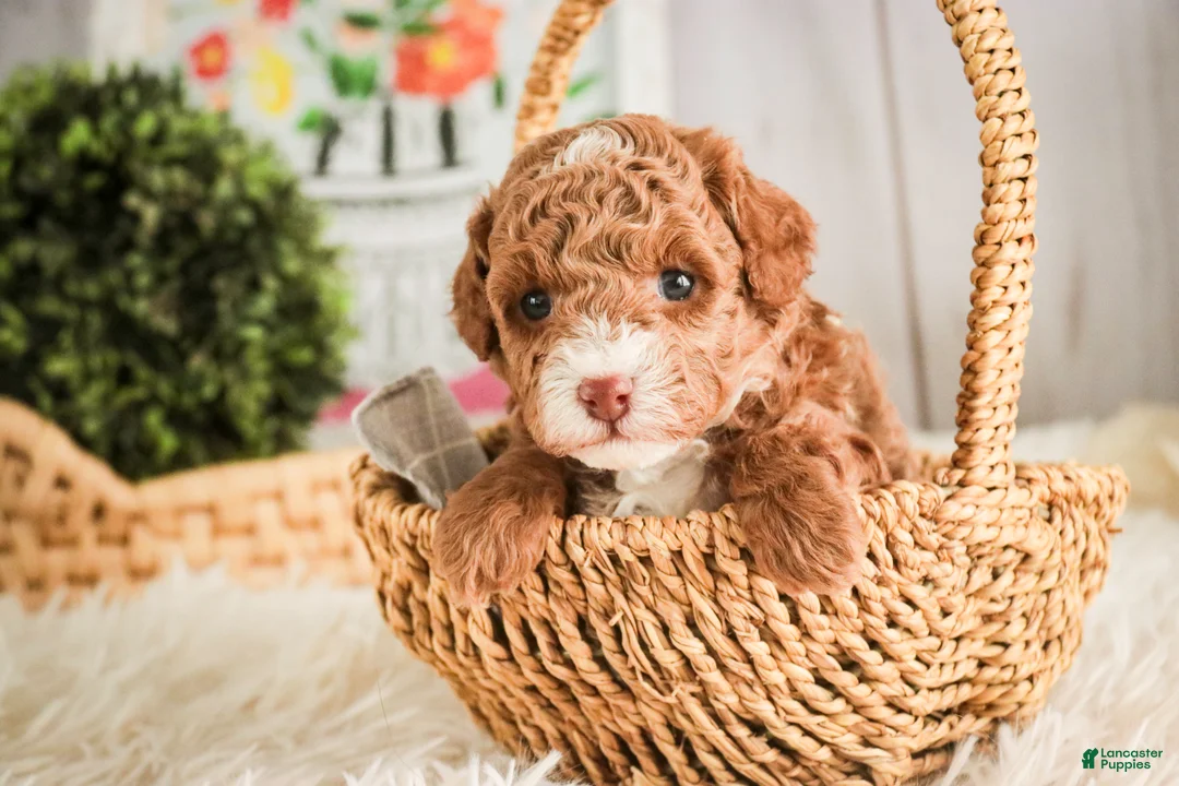 Miniature Poodle dogs for sale: Elenor - Ad 1
