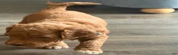 Goldendoodle dogs for sale: Waffle - Ad 20