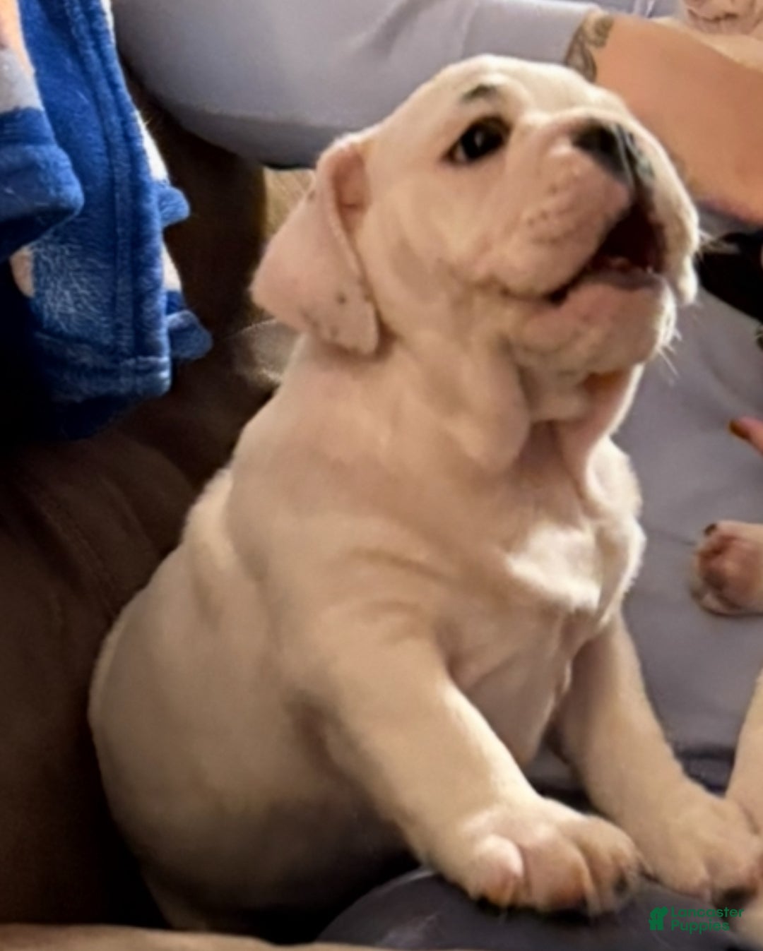 English Bulldog dogs for sale: Brian - Ad 2