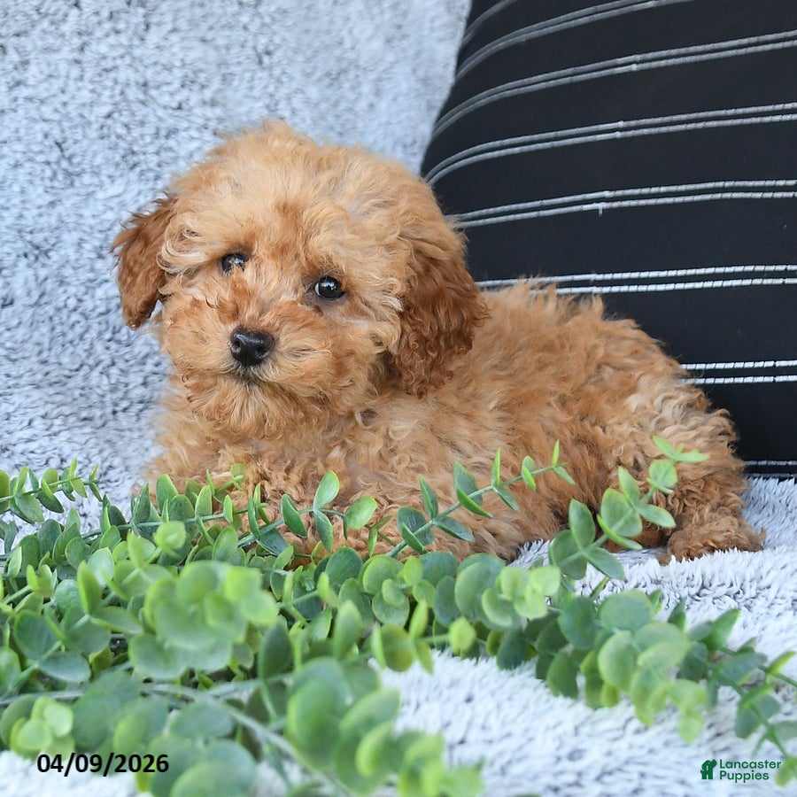 Toy Poodle dogs Liam - Ad 2