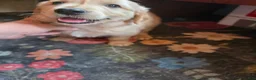 Golden Retriever dogs for sale: Barley - Ad 2