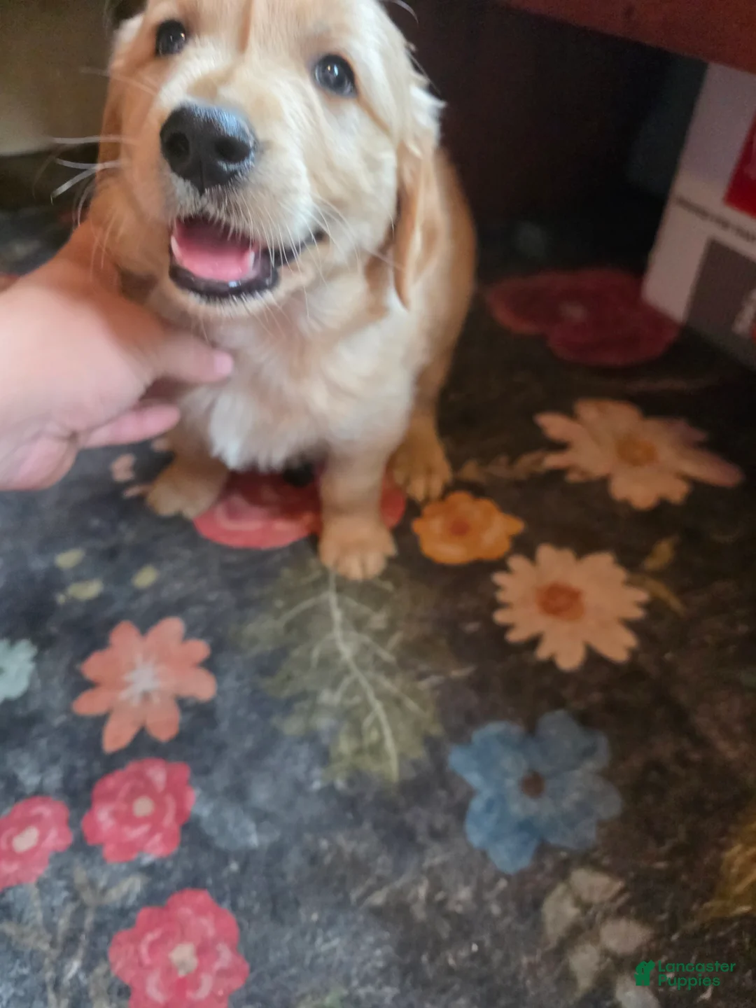 Golden Retriever dogs for sale: Barley - Ad 2