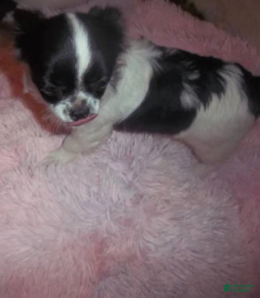 Chihuahua dogs for sale: Full AKC   Faith   - Ad 2