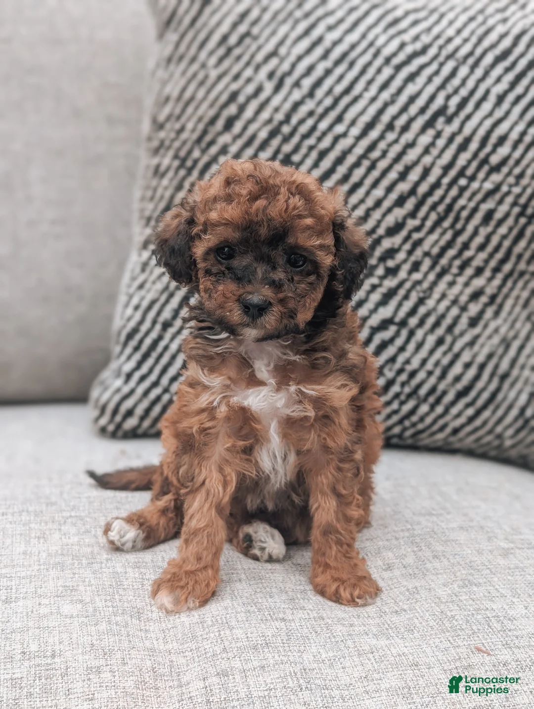 Toy Poodle dogs for sale: Piper - Ad 1