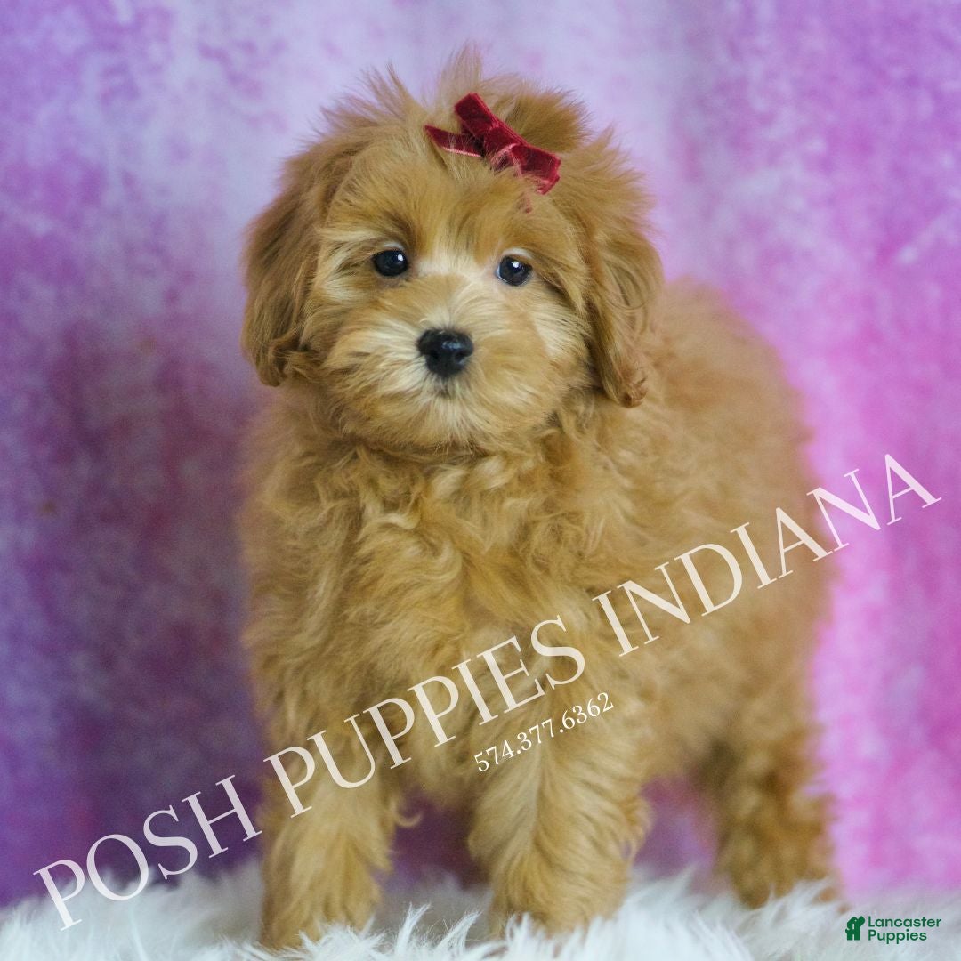 Maltipoo dogs Marilyn - Ad 41