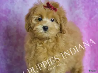 Maltipoo dogs Marilyn - Ad 41