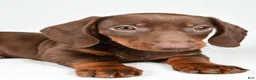 Dachshund dogs for sale: Ronnie - Ad 6