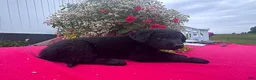Mixed Breed dogs for sale: Debbie - Ad 2