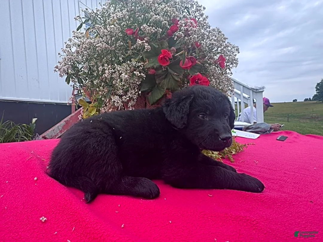 Mixed Breed dogs for sale: Debbie - Ad 2