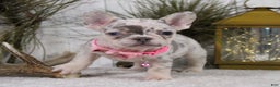 French Bulldog dogs for sale: Diamond - Ad 3