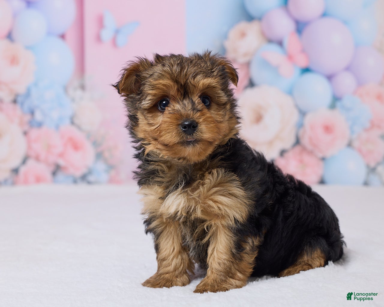 Yochon dogs Teddy - Ad 2