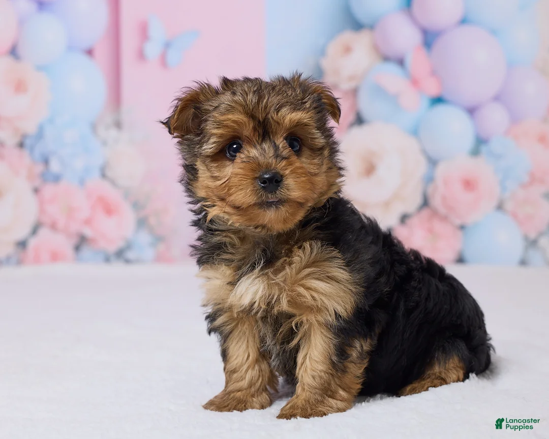 Yochon dogs for sale: Teddy - Ad 2