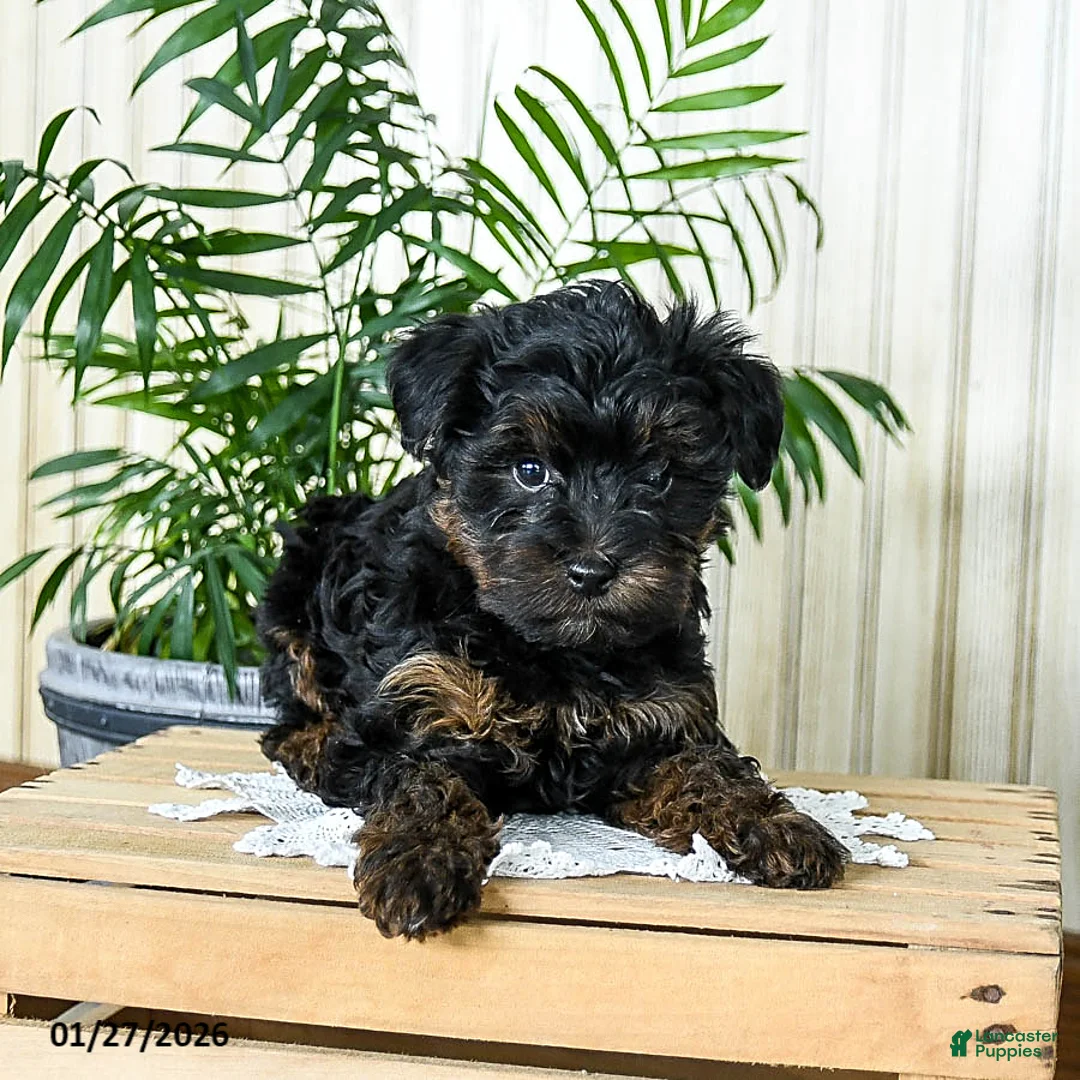 Yorkiepoo dogs for sale: Buddy - Ad 2