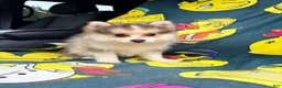 Pomsky dogs for sale: Drake - Ad 13