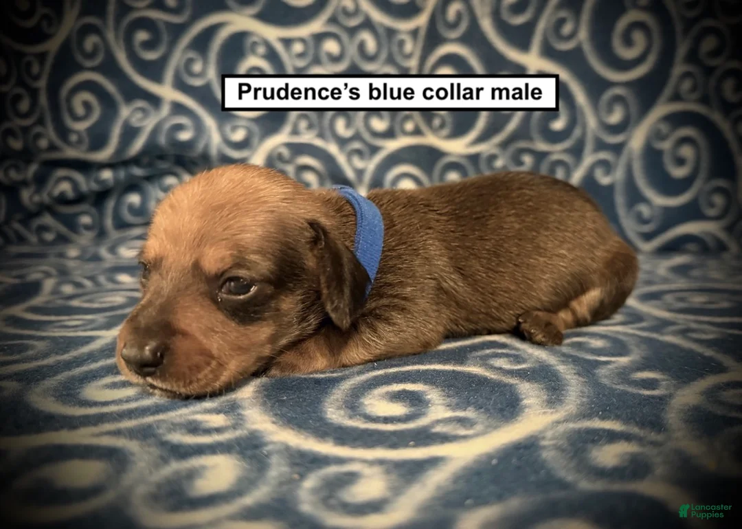 Dachshund dogs for sale: AKC Prudence's Blue Collar Male - Ad 1
