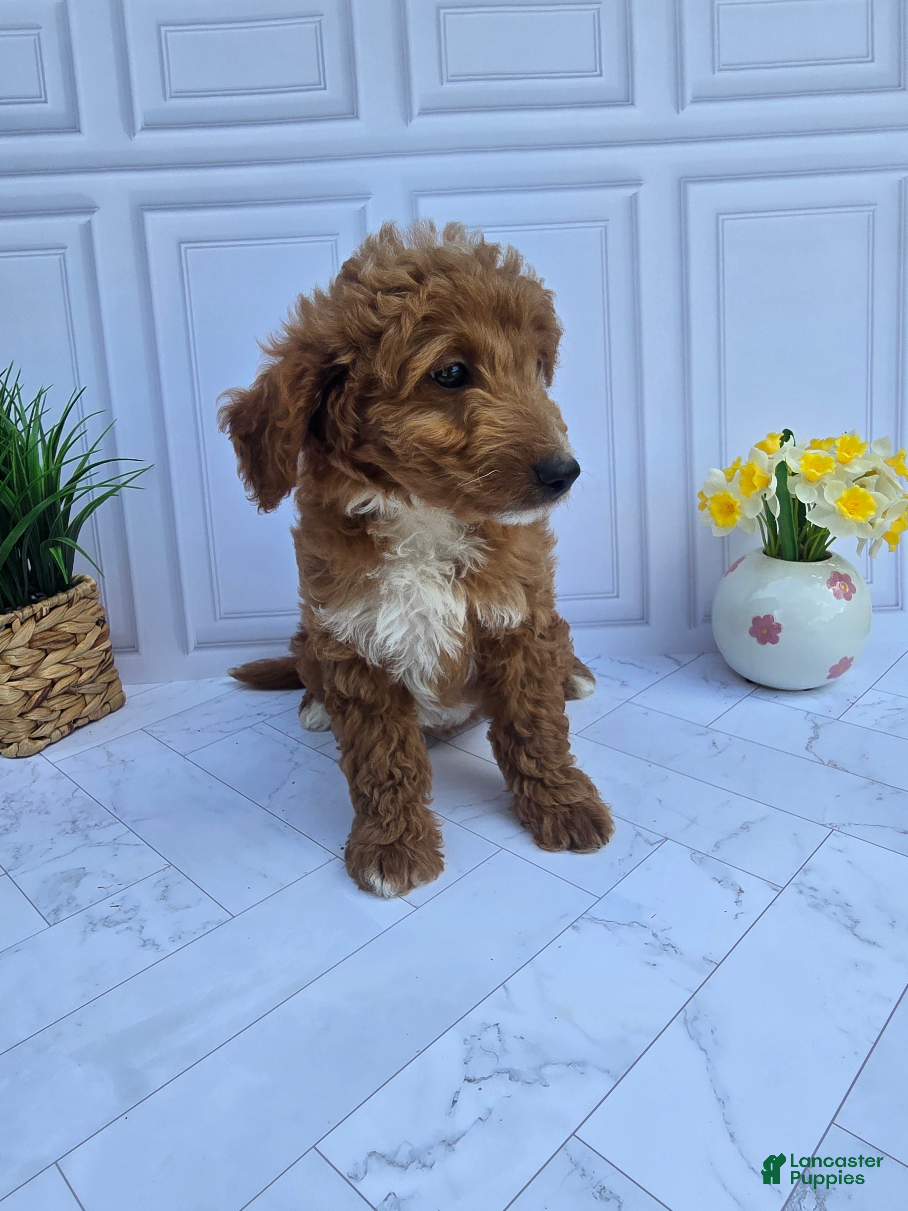 Mini Goldendoodle dogs Mini Goldendoodle 7 - Ad 2