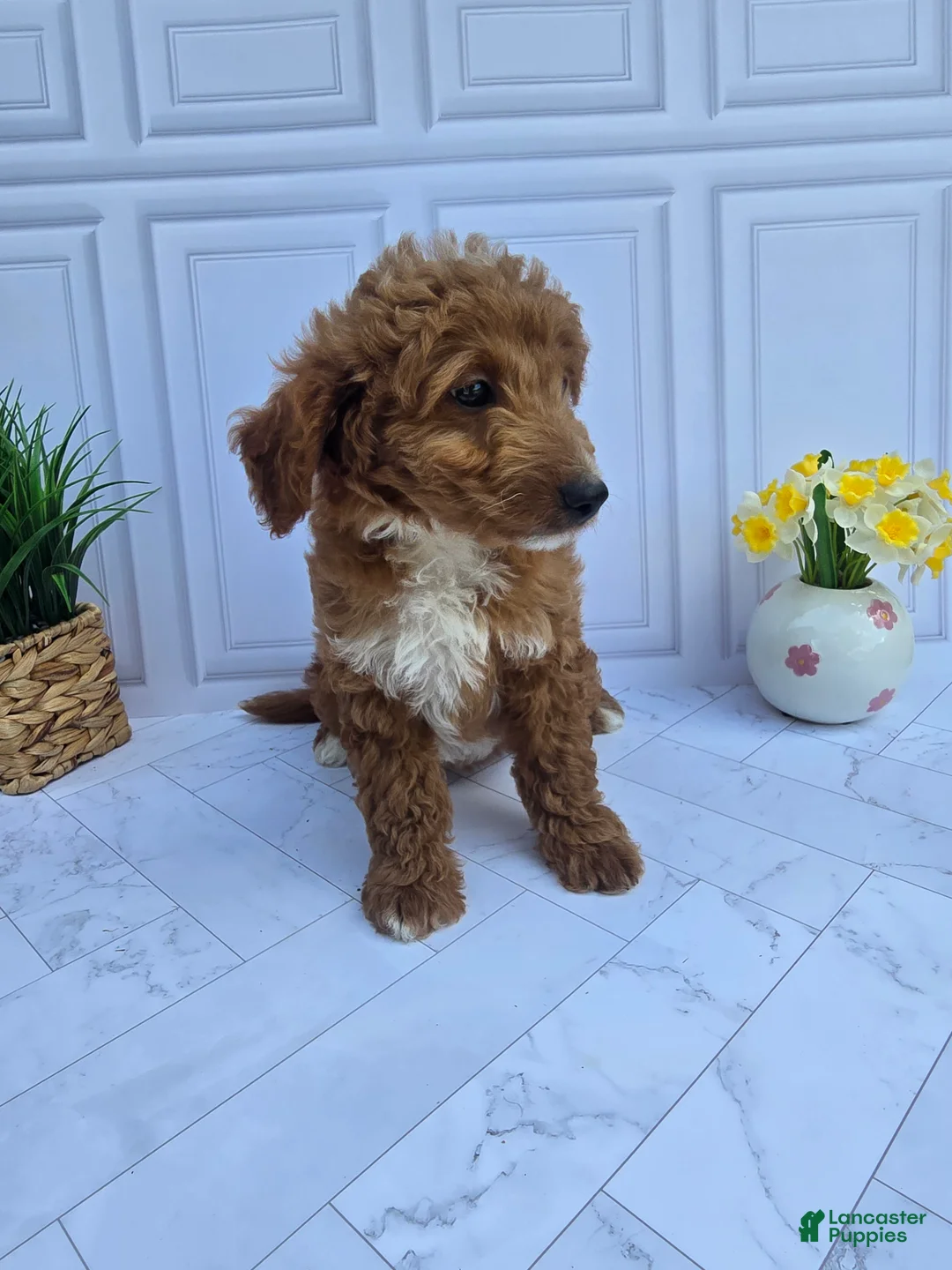 Mini Goldendoodle dogs for sale: Mini Goldendoodle 7 - Ad 2