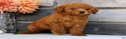 Miniature Poodle dogs for sale: Nic - Ad 7