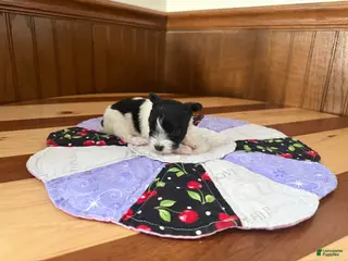 Yorkshire Terrier dogs for sale: Yorkshire Terrier Puppy 1 - Ad 1