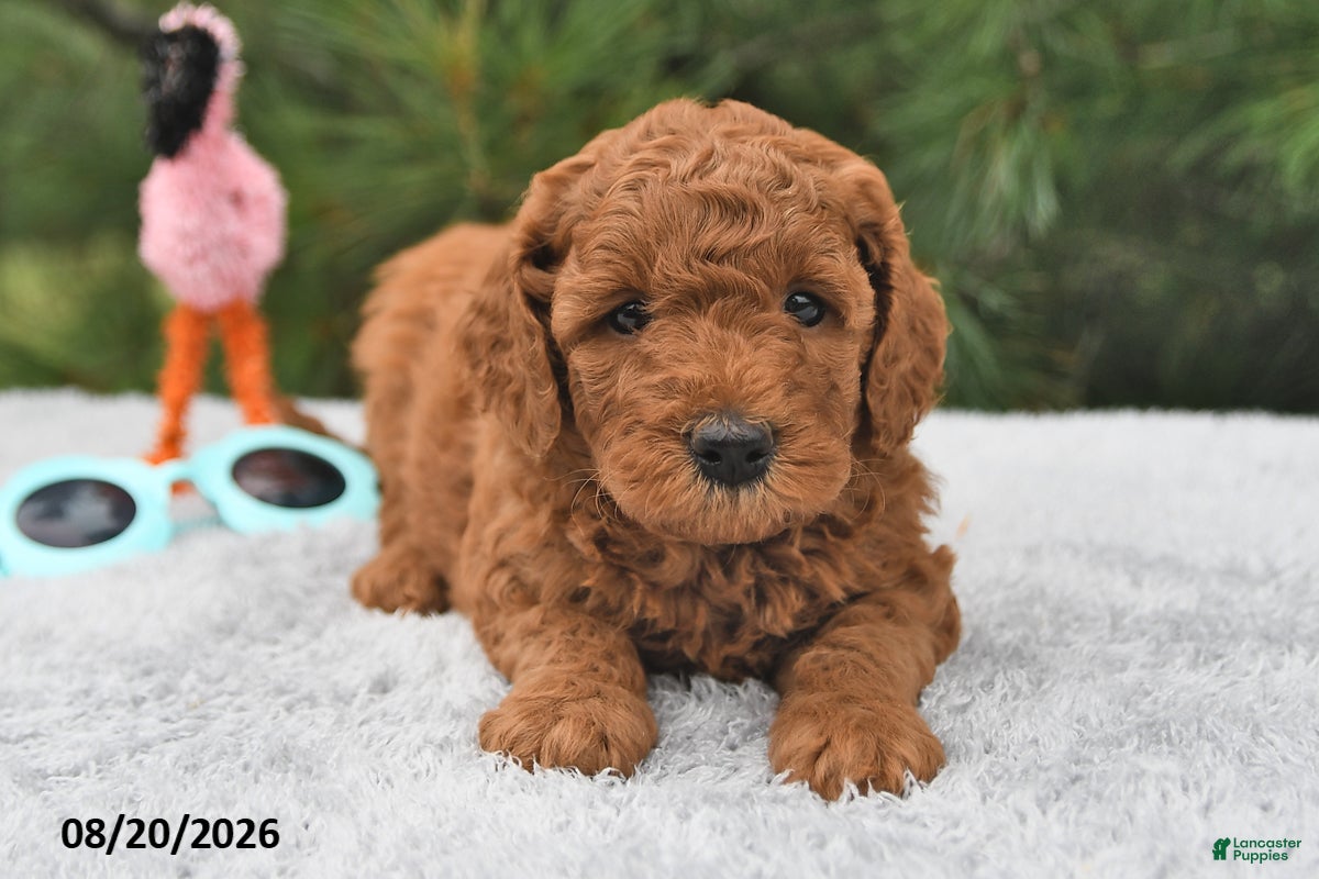 Mini Goldendoodle dogs Archie  - Ad 2