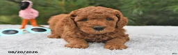 Mini Goldendoodle dogs for sale: Archie  - Ad 7