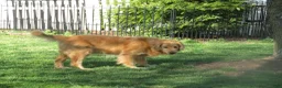 Golden Retriever dogs for sale: Golden Retriever Puppy 1 - Ad 29