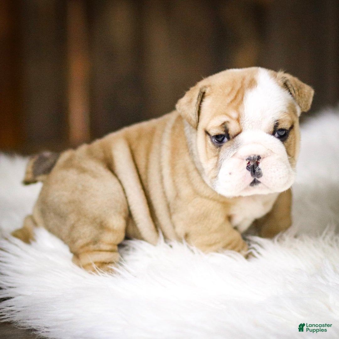 English Bulldog dogs for sale: Rudolph - Ad 13