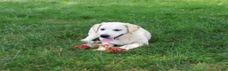 Labrador Retriever dogs for sale: Wanda - Ad 4