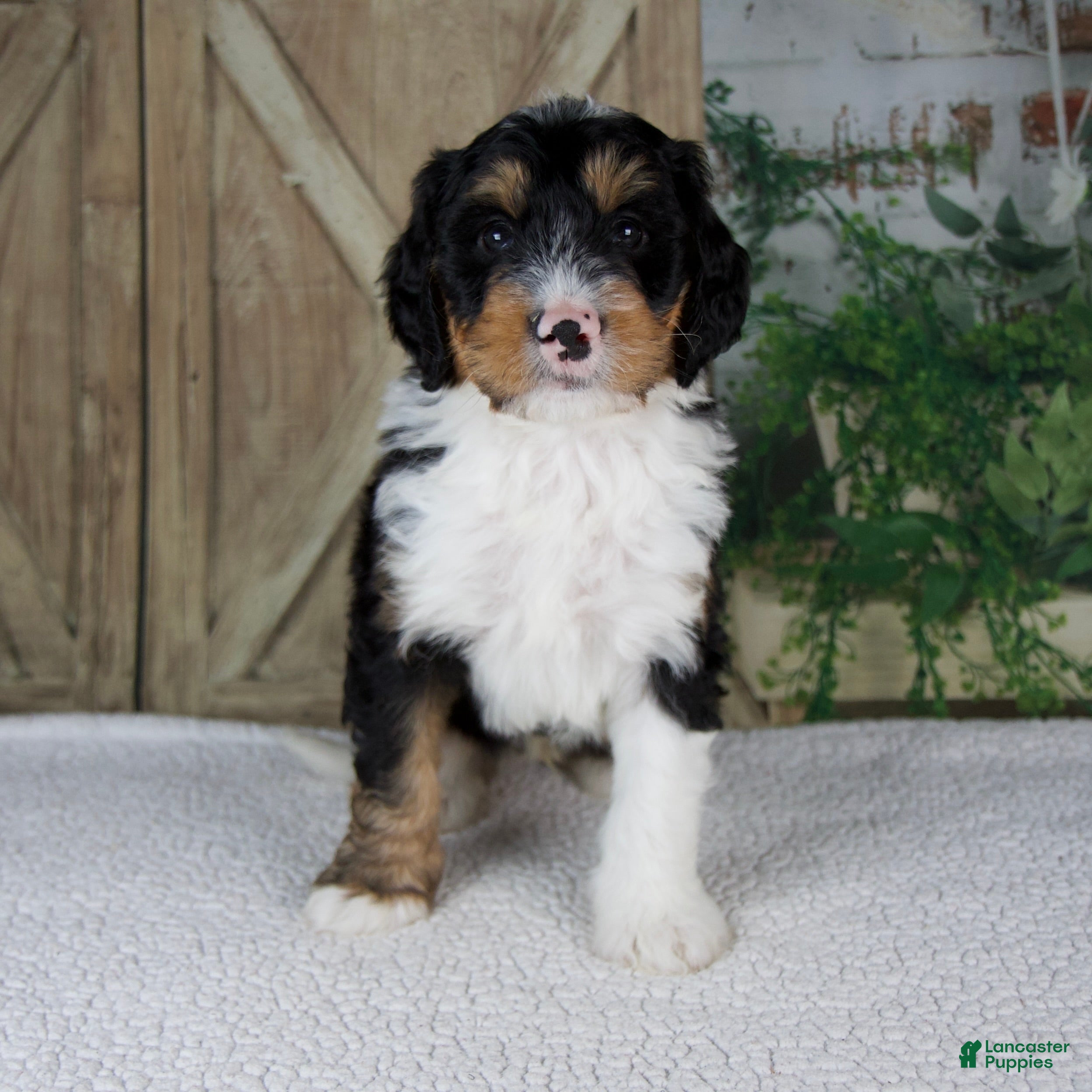 Mini Bernedoodle dogs Tobias - Ad 1