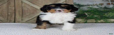 Tobias