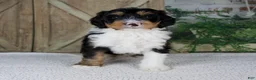 Mini Bernedoodle dogs for sale: Tobias - Ad 1