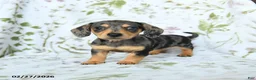 Miniature Dachshund dogs for sale: Diva - Ad 3