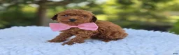 Toy Poodle dogs for sale: Bella - Ad 6