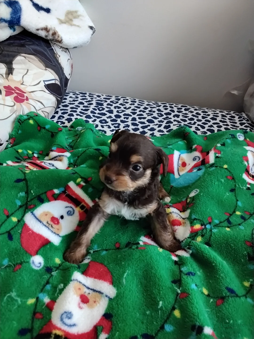 Mixed Breed dogs for sale: Bebe - Ad 2