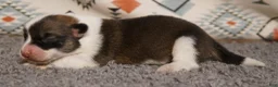Welsh Corgi Pembroke dogs for sale: Mochi - Ad 2