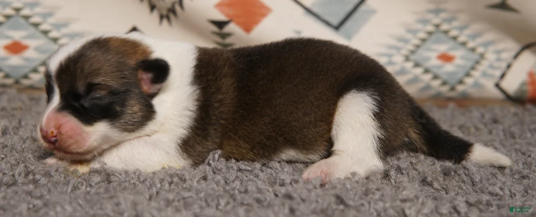 Welsh Corgi Pembroke dogs for sale: Mochi - Ad 2
