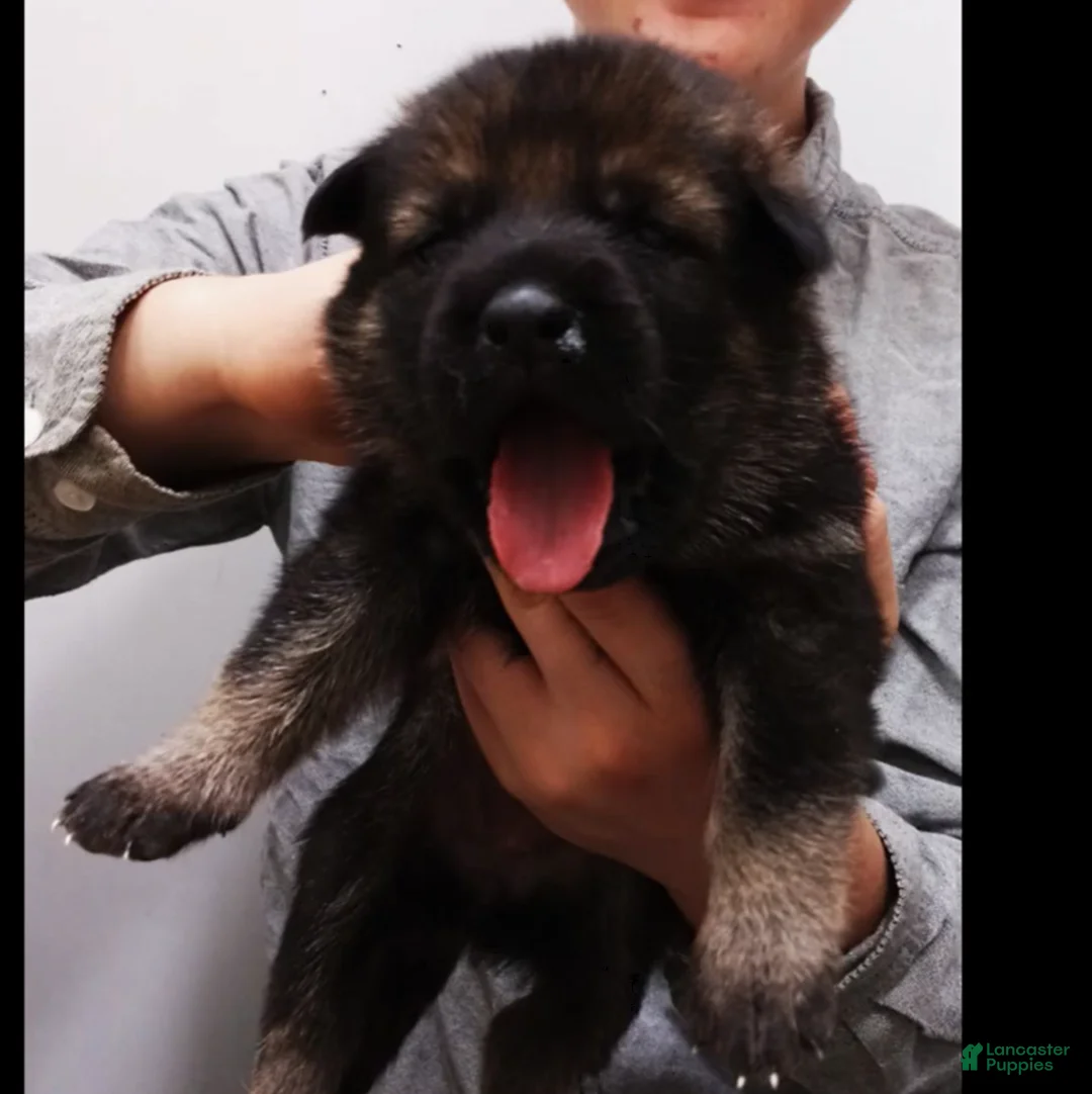 German Shepherd dogs for sale: German Shepherd 1 - Ad 2