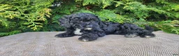Mini Bernedoodle dogs for sale: Brock - Ad 10
