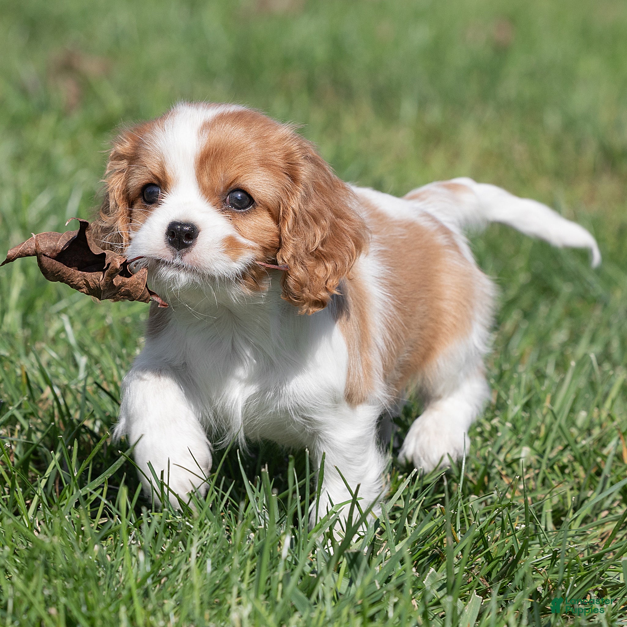 Cavalier King Charles Spaniel dogs for sale: Betty Cavalier King Charles Spaniel  - Ad 1