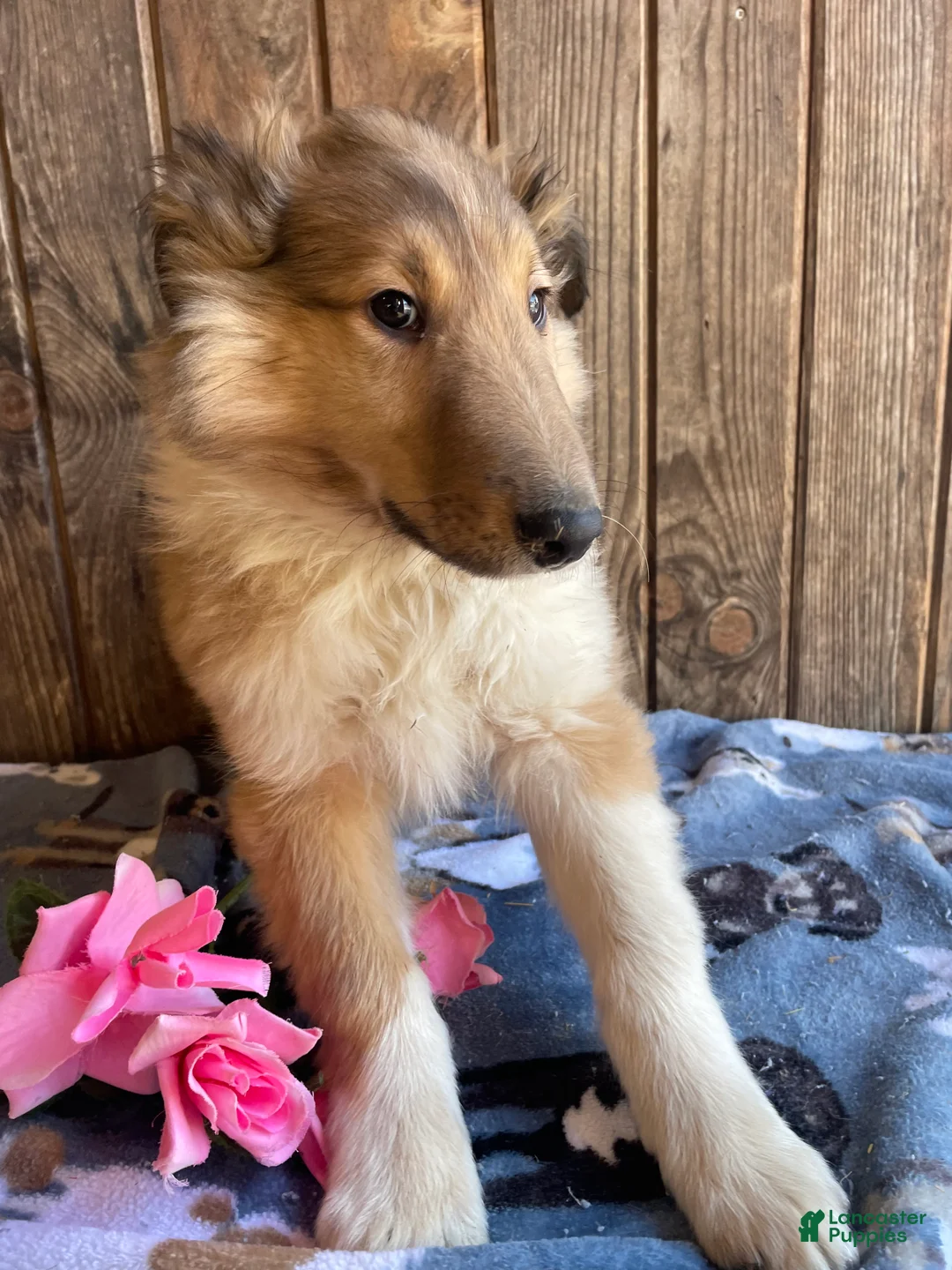 Collie dogs for sale: Colton - Ad 3