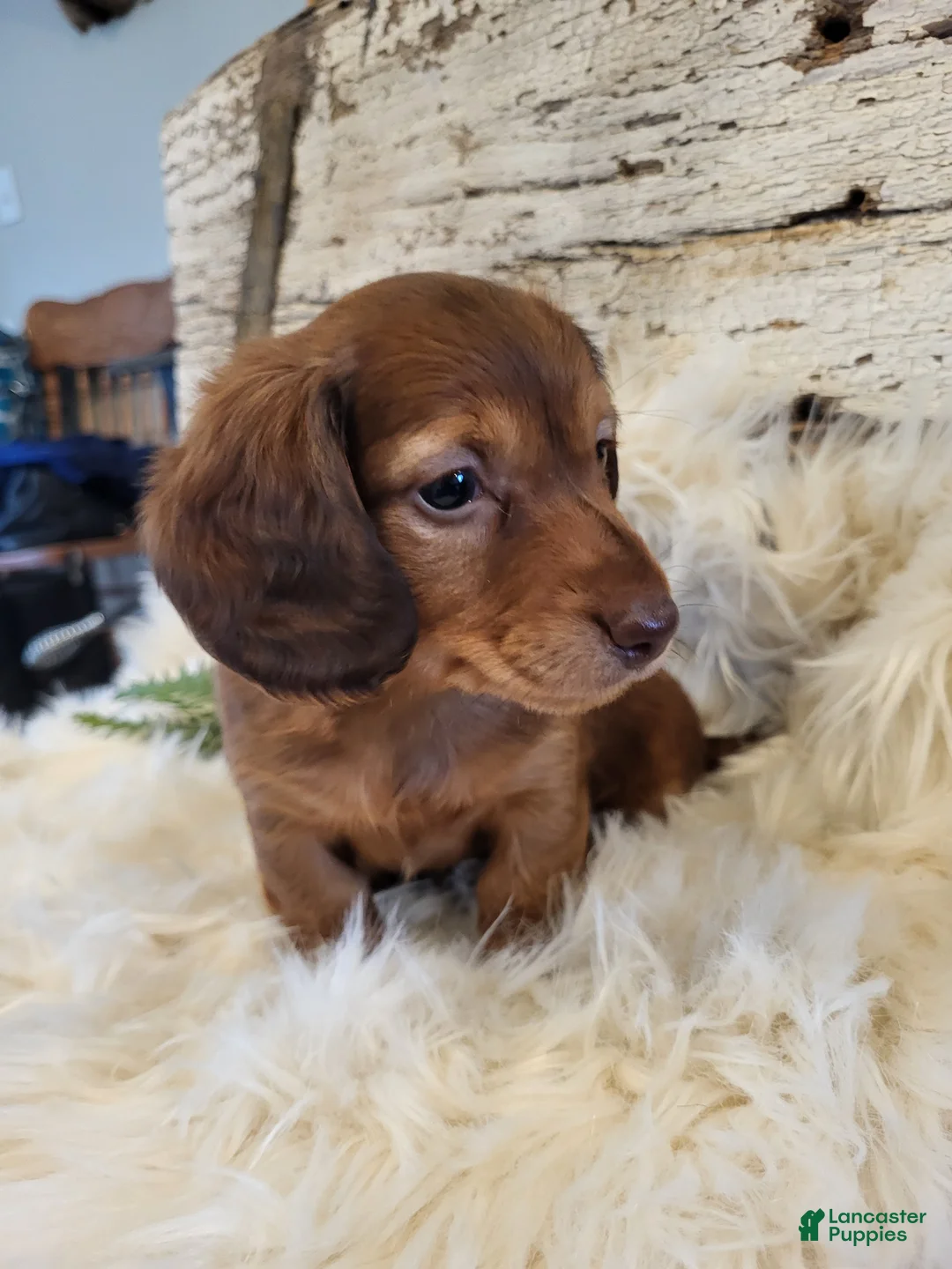 Miniature Dachshund dogs for sale: Tuffy  - Ad 2