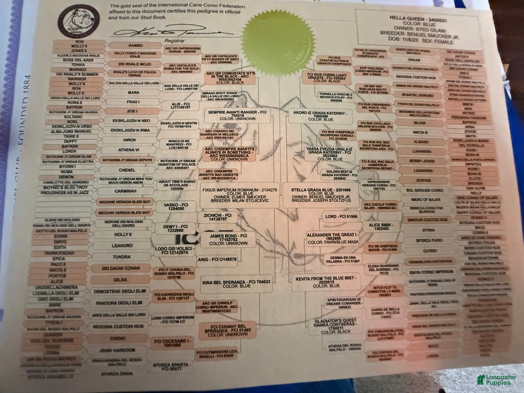 Cane Corso dogs for sale: Hulk  - Ad 12